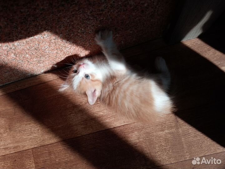 Котята в добрые руки бесплатно Породистые