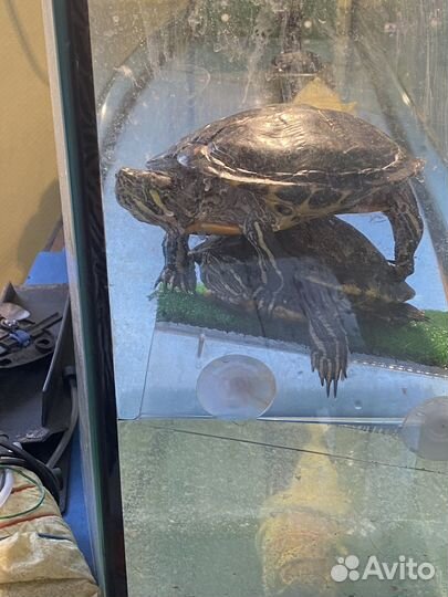 Продам черепах