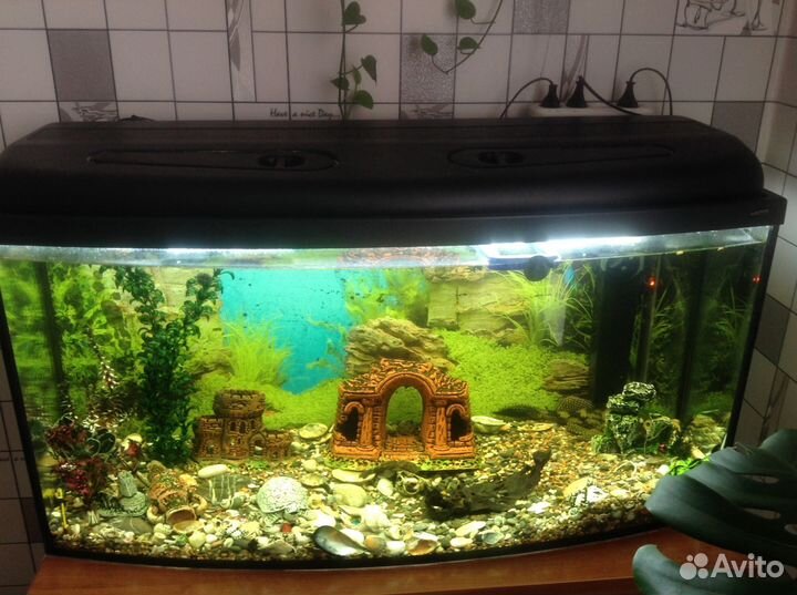 Аквариум