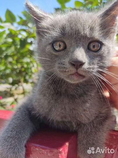Отдам кота в добрые руки