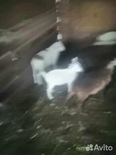 Овцы матки ягнята бараны