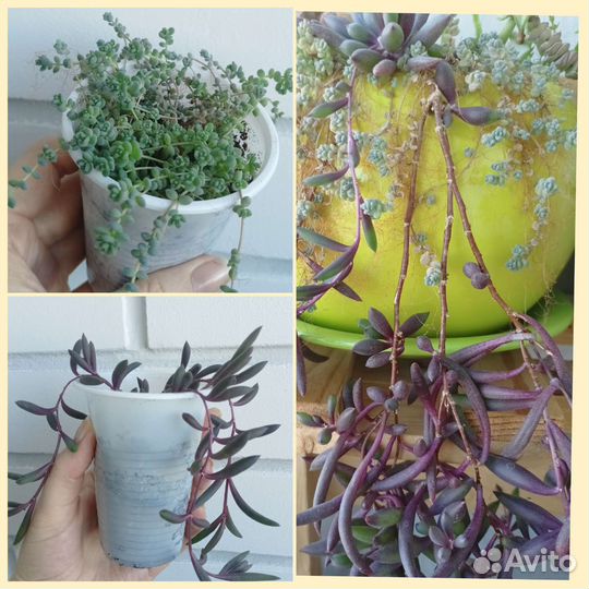 Суккуленты
