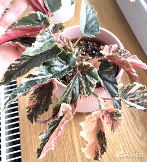 Бегония Ginny Galaxy