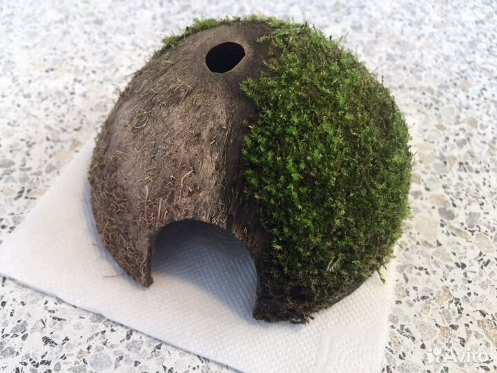 Кокос с живым мхом