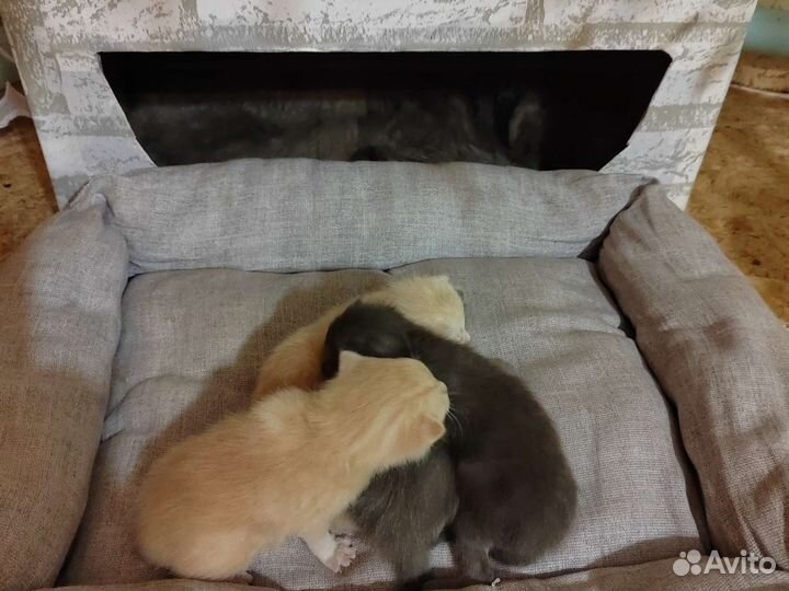 Кошки породистые