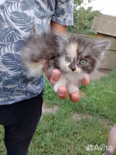 Британские котята