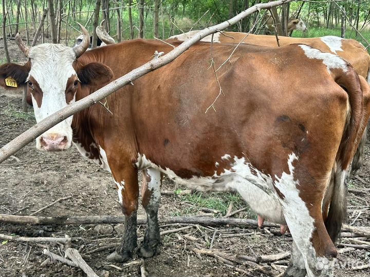 Стельные коровы разного отела