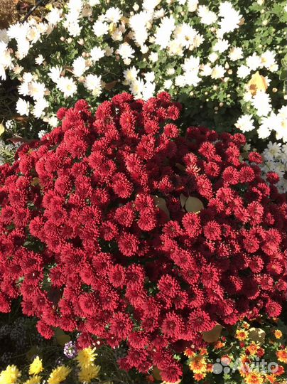 Хризантемы