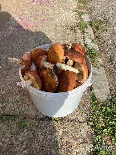 Грибы красноголовики 10л