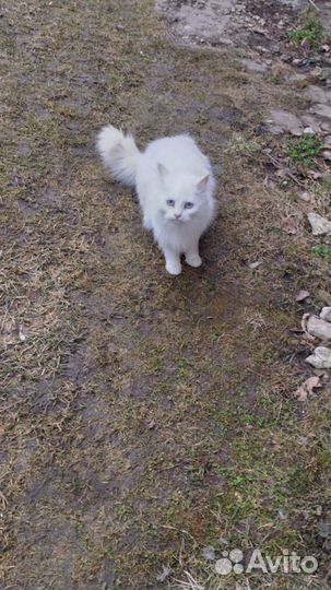 Кошки в добрые руки бесплатно