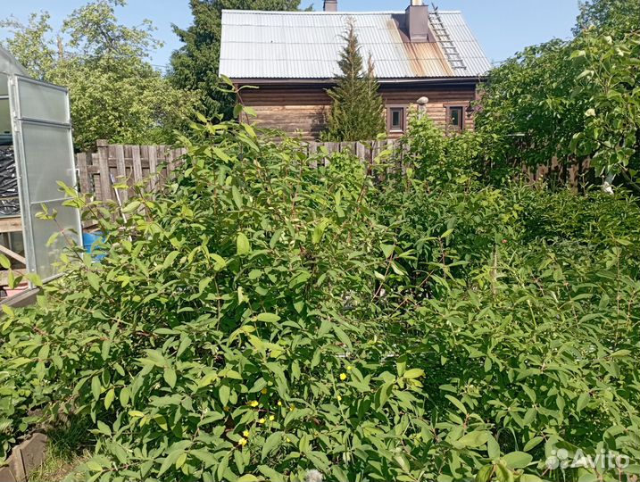 Саженцы жимолости