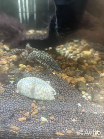 Аквариум с тритонами