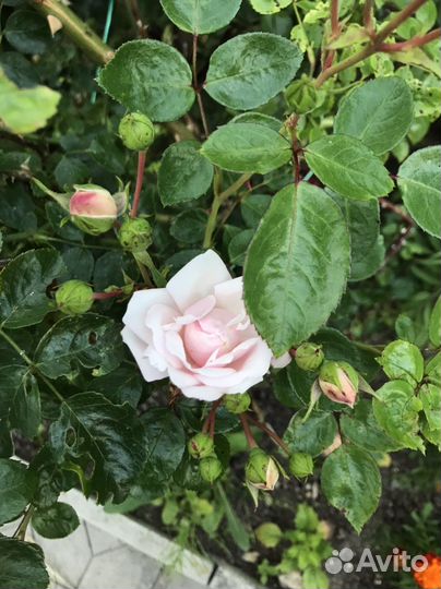 Роза плетистая