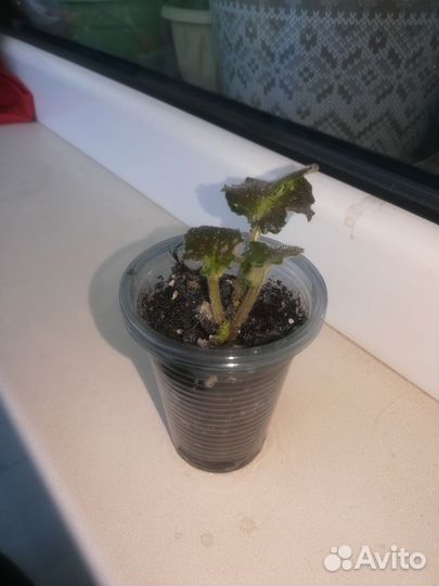 Фиалки стандарт