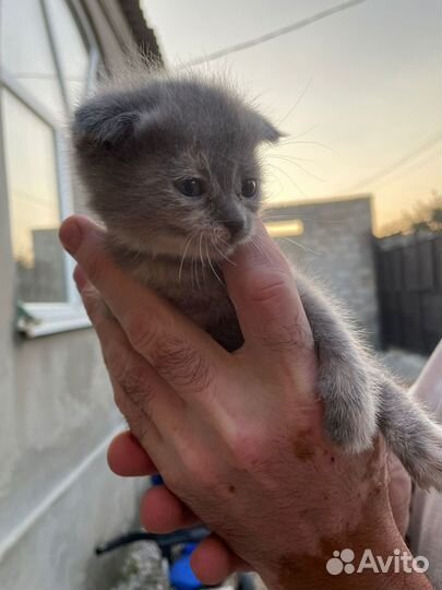 Вислоухие котята бесплатно