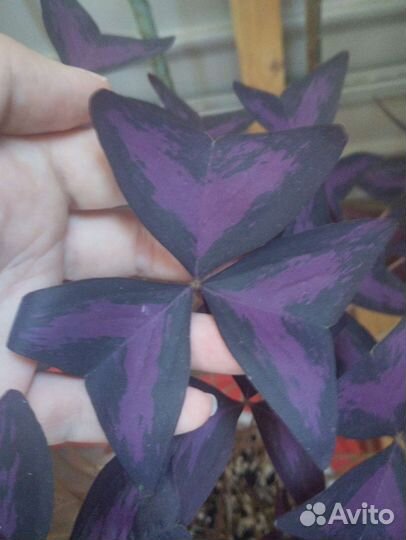 Кислица оксалис