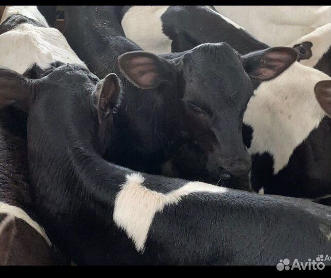 Телята мясной породы бычки