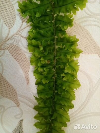 Папоротник