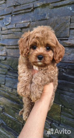 Кавапу девочки