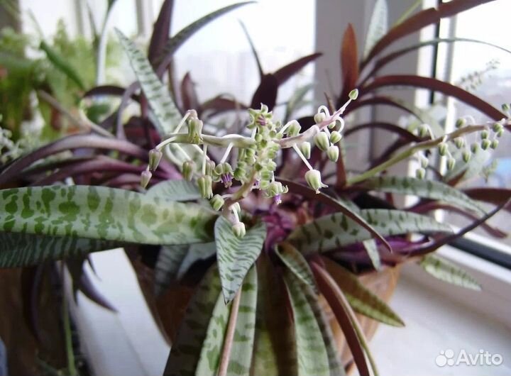 Ладебурия общественная