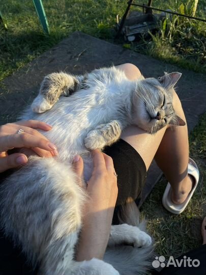 Котик в добрые ручки