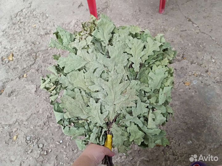 Шикарные Веники 2023г,дубовые, березывые для бани