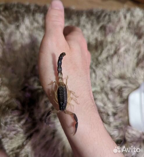 Скорпионы