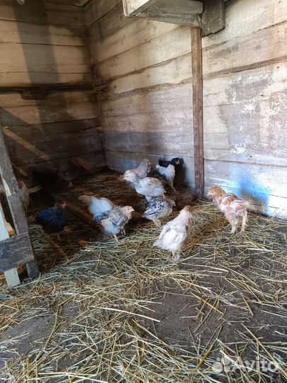 Куры молодки