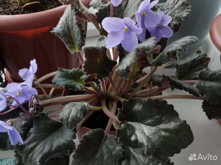 Комнатные растения