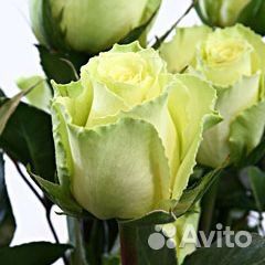 Роза чайно-гибридная Лимбо