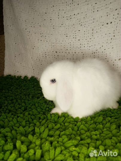Карликовый вислоухий кролик