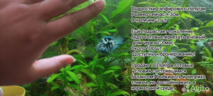 Аквариумная Рыбка сапфировый попугай