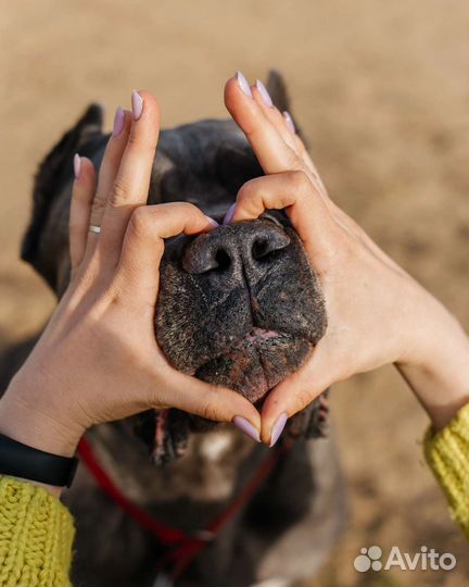 Щенки кане корсо