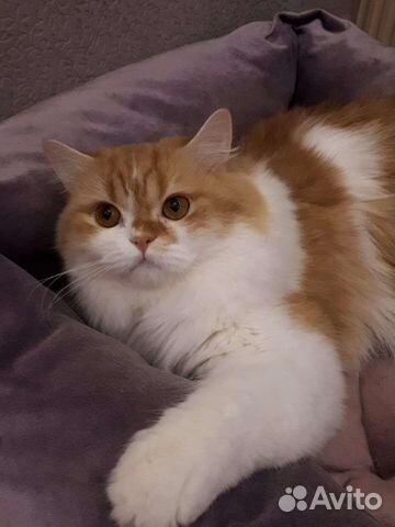 Кот хочет кошечку жених