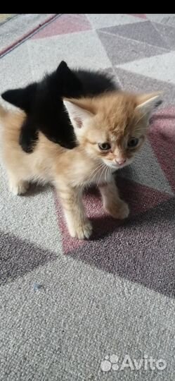 Отдам котят