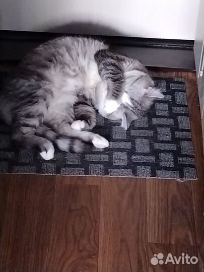 Кот домашний