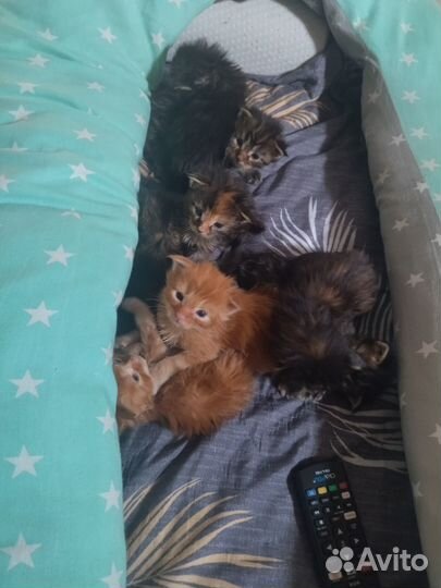 Котята мейн-кун