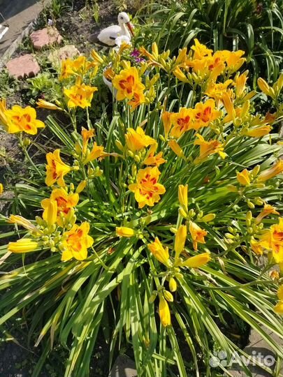 Лилейники сортовые