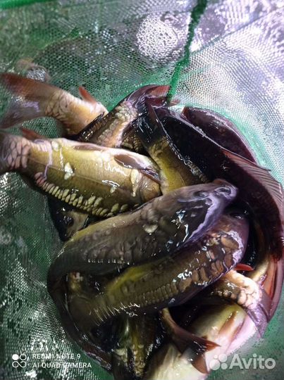 Карп. Линь. Амур. Толстолобик. Карась золотой