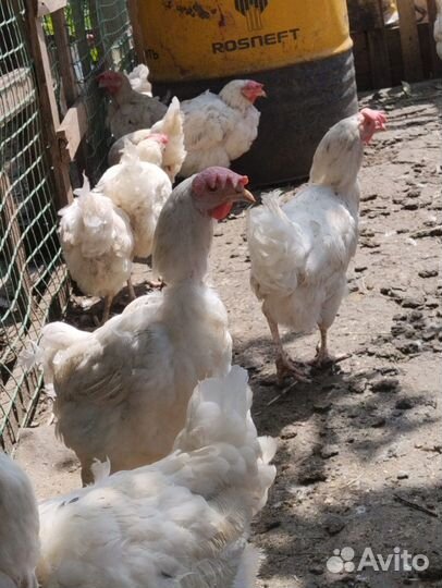 Куры несушки