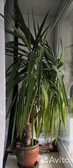 Юкка слоновая