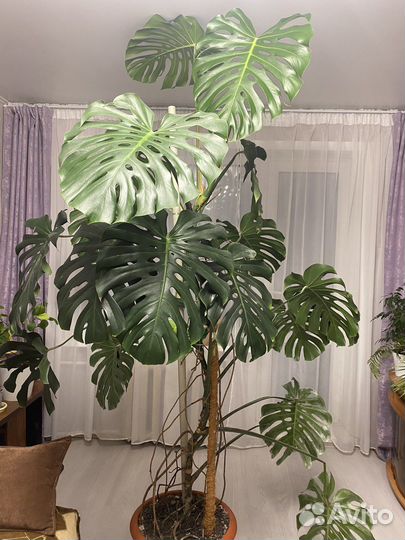 Монстера гиганская