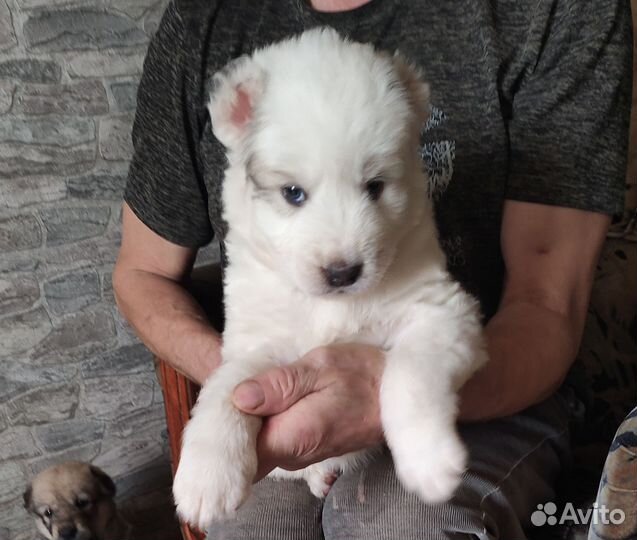 Щенки алабая