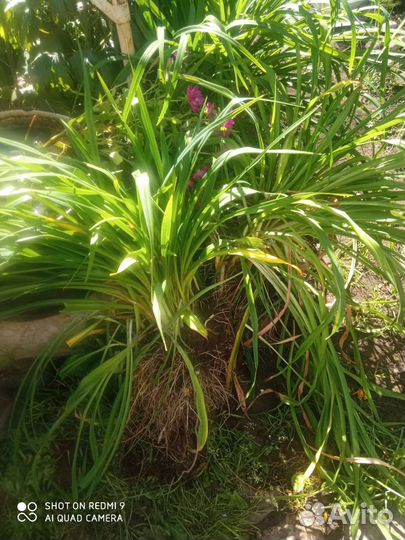 Лилейники сортовые