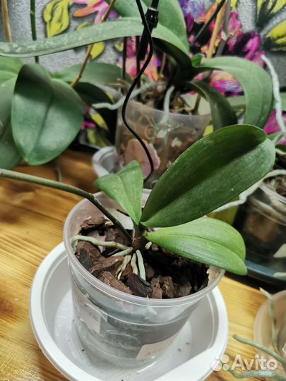 Орхидея фаленопсис