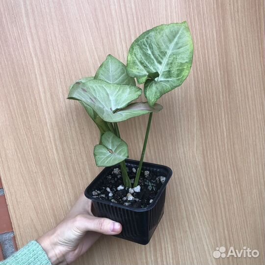 Сингониумы в ассортименте