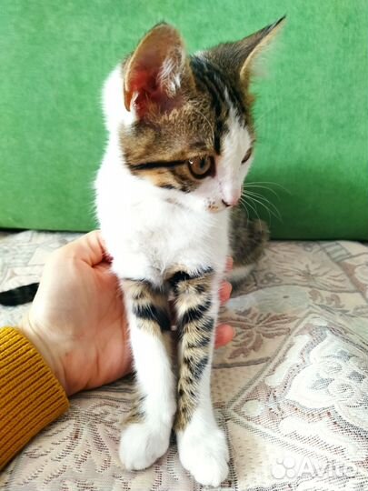 Котята отдам даром