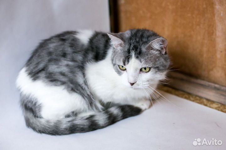Кот Василий