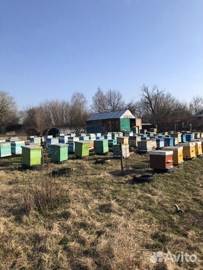 Продам семьи