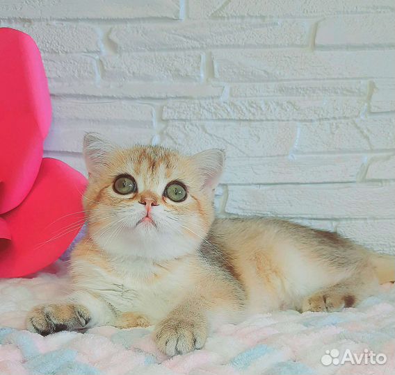 Шотландская золотая девочка